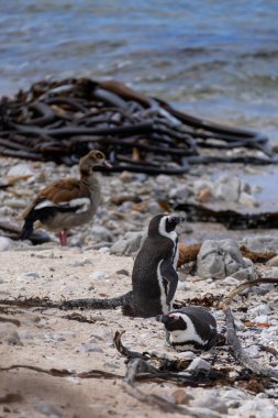 Two penguins and Nile goose, sea shore. African birds, South Africa. Black-footed jackass penguin. Spheniscus demersus, Alopochen aegyptiaca. Animals in International Red Book. natural habitat clipart