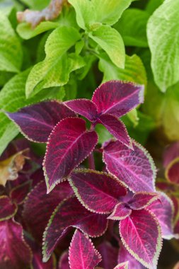 lush collection coleus plants, vibrant deep purple and green leaves. Visually striking color contrast. Garden environment, horticulture, beauty of nature in full bloom during growing season clipart