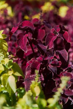 lush coleus plants, vibrant green, deep purple leaves. Visually striking color contrast. Garden environment, horticulture, growing season. Urban landscaping, flower bed clipart