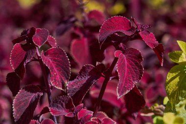 lush coleus plants, vibrant, deep purple leaves. Garden environment, horticulture, growing season. Urban landscaping, flower bed clipart