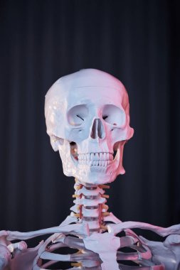 Anatomik, tıbbi bir iskelet modelinin yakın plan portresi. Kafatası ve boyun.