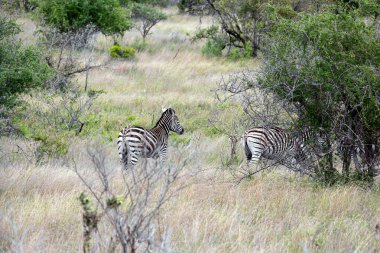 Two african zebras walks among green trees and bushes in savannah. Safari in Kruger National Park, South Africa. Animals wildlife background, wild nature. Burchells Zebra, Equus burchelli  clipart