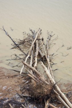 Doğada moka mus rengi. Doğal manzara, sürüklenen odun, deniz kıyısındaki düşen ağaçlar, su deposu kıyısı.