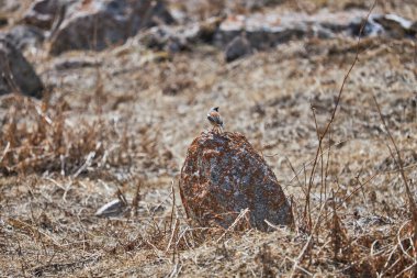 Bird stands on red stone surrounded dry grass in natural habitat. Ala-Archa national park, Kyrgyzstan. Kyrgyz birds. Rufous backed Redstart, Phoenicurus erythronotus. clipart