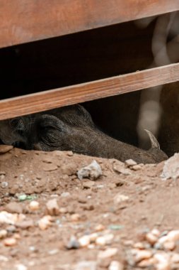 Dişi bir domuz otelin bölgesindeki verandanın altına bir çukur kazdı ve gölgede sıcaktan saklanıyor. Güney Afrika, vahşi yaşam, savanada safari.