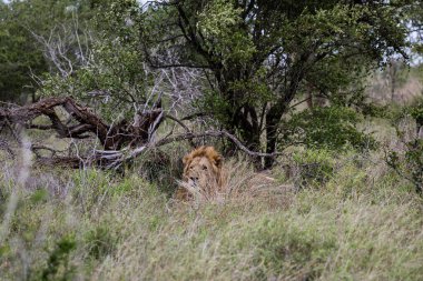 Büyük, güzel Afrika aslanı kameraya bakıyor, doğal yaşam alanı vahşi doğa, dinlenen yeşil çimen çalıları. Safari Güney Afrika savanası. Hayvanlar vahşi yaşam arka planına sahip. Kruger Ulusal Parkı