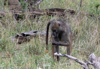 Maymun bozkırda yürüyor ve çim çiğniyor. Güney Afrika 'daki Kruger Ulusal Parkı' nda Chacma babunu. Savanadaki Safari. Hayvanlar doğal yaşam alanı, vahşi yaşam, vahşi doğa geçmişi, yakın çekim.