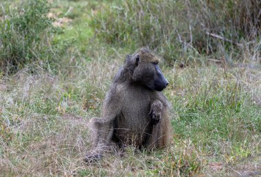 Savanadaki Safari. Güney Afrika 'daki Kruger Ulusal Parkı' nda Chacma babunu. Tüylü bir maymun çimenlerde oturuyor. Hayvanlar doğal yaşam alanı, vahşi yaşam, vahşi doğa geçmişi