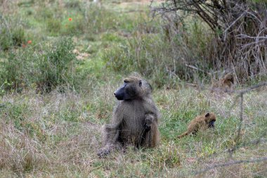 Büyük ve küçük maymunlar çimenlerde oturur. Savanadaki Safari. Güney Afrika 'daki Kruger Ulusal Parkı' nda Chacma babunu. Hayvanlar doğal yaşam alanı, vahşi yaşam, vahşi doğa geçmişi. Anne ve çocuk.