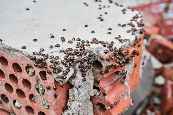 Uğur böceği istilası. Bir sürü koksinellid, bir tuğla üzerinde böcek istilası. Coccinella