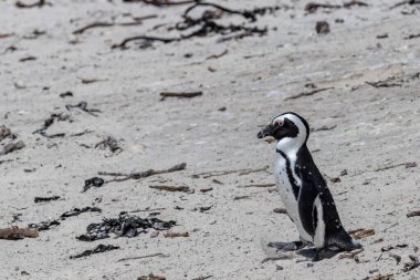 Kumlu sahilde bir penguen duruyor, yan manzara. Sfenisküs demersus. Kara ayaklı mı yoksa ahmak penguen mi? Güney Afrika, Cape Town, gözlüklü penguenlerin doğal yaşam alanı. Boşluğu kopyala