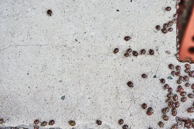 ladybug insect invasion. A lot of coccinellids, infestation of beetles on a gray wall, top view. Coccinella clipart