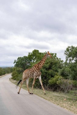 Afrika zürafası asfalt yoldan bozkıra geçiyor. Kruger Ulusal Parkı, Güney Afrika safarisi.