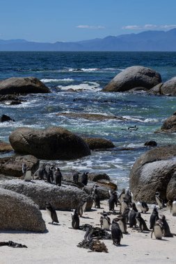 Boulders Sahili, Güney Afrika 'daki gözlüklü Afrika penguenleri kolonisiyle gölcüğü korudu. Okyanus, deniz kıyısı