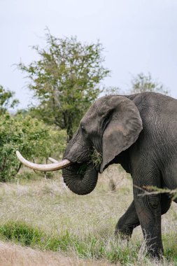 Afrika fili hortumuyla ağzına ot koyar ve yer. Kruger Ulusal Parkı 'nda Safari, Güney Afrika savanası