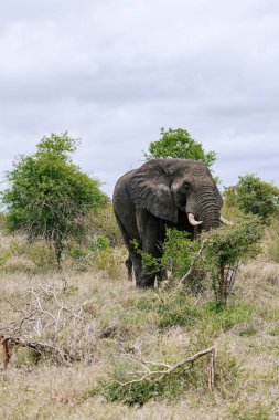 Afrika fili doğal yaşam alanındaki ağaçların ve çalıların arasında duruyor, savana. Büyük kulaklar, belirgin dişler, pürüzlü, buruşuk deri açıkça görülebilir. Hava bulutlu, hava bulutlu. Güney Afrika, Kruger Parkı