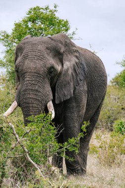Afrika fili doğal yaşam alanındaki ağaçların ve çalıların arasında duruyor, savana. Büyük kulaklar, belirgin dişler, pürüzlü, buruşuk deri açıkça görülebilir. Hava bulutlu, hava bulutlu. Güney Afrika, Kruger Parkı