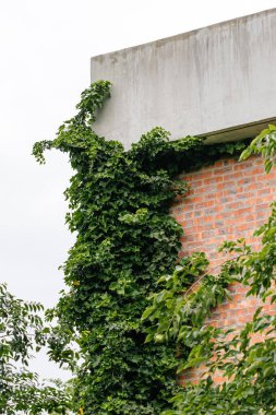 Tuğla bina, yoğun bir yeşil sarmaşık tabakasıyla kaplıdır. Bitkinin yemyeşil yaprakları duvardan yükselir ve beton çıkıntının kenarından çağlayarak geçer. Doğa kentsel bir çevreyi geri istiyor