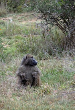Savanadaki Safari. Güney Afrika 'daki Kruger Ulusal Parkı' nda Chacma babunu. Tüylü bir maymun çimenlerde oturuyor. Hayvanlar doğal yaşam alanı, vahşi yaşam, vahşi doğa geçmişi