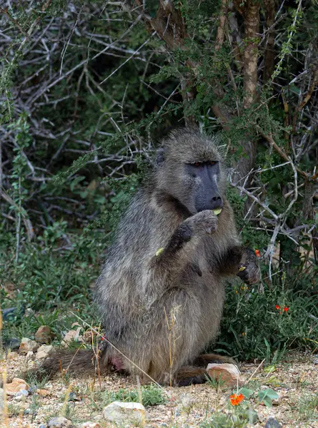 Chacma babunu kameraya bakar, bir maymun oturur ve yaprak çiğner. Hayvanlar doğal yaşam alanı, vahşi doğa geçmişi, Kruger Ulusal Parkı, Güney Afrika. Savanda Safari. 