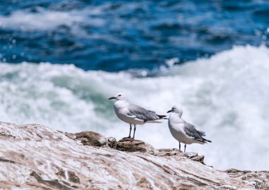 İki martı, bir çift kuş mavi okyanusun arka planında kayanın üzerinde duruyor, deniz maliyeti. Hartlauba martı, Chroicocephalus hartlauthe. Güney Afrika deniz manzarası, doğal tatil duvar kağıdı, kopyalama alanı
