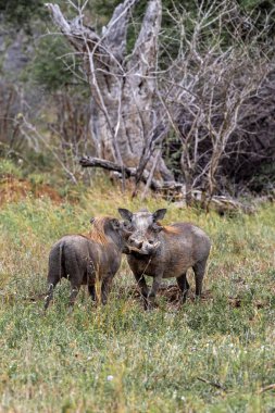 Doğal ortamda iki komik yaban domuzu. Vahşi yaşam hayvanı, savanada safari. Kruger Ulusal Parkı, Güney Afrika. 