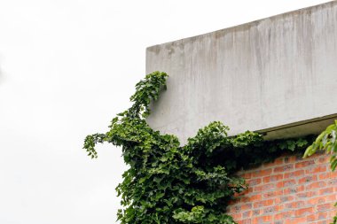 Tuğla bina, yoğun bir yeşil sarmaşık tabakasıyla kaplıdır. Bitkinin yemyeşil yaprakları duvardan yükselir ve beton çıkıntının kenarından çağlayarak geçer. Doğa kentsel bir çevreyi geri istiyor