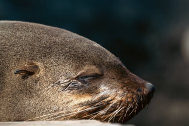 Uyuyan şirin Afrika kürk foklarının yakın plan portresi. Cape Town, Güney Afrika