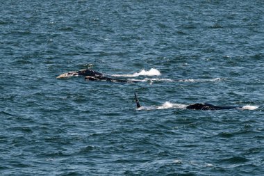 Atlantik okyanusunda yüzen iki balina, Güney Afrika