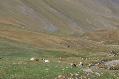 Dağlık bir bölgedeki bir derenin yakınındaki çayırda otlayan bir inek sürüsü.. 
