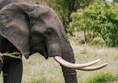Fil portresini kapat, yan görüş. Büyük dişler.
