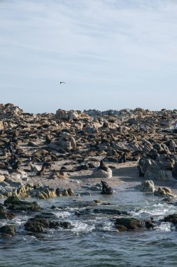 Büyük bir grup, Güney Afrika, Atlantik Okyanusu kıyısındaki kayalık plajda kürk fok kolonisi.