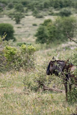 Afrika savanasındaki mavi antiloplar, Kruger Ulusal Parkı, Güney Afrika. Yeşil çimenler ve çalılar