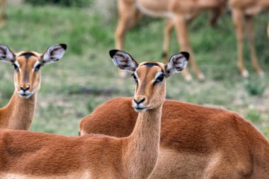 Vahşi doğada güzel bir impala dişisi. Afrika savanası, Kruger Ulusal Parkı, Güney Afrika