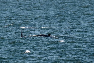 Atlantik okyanusunda yüzen iki balina, Güney Afrika