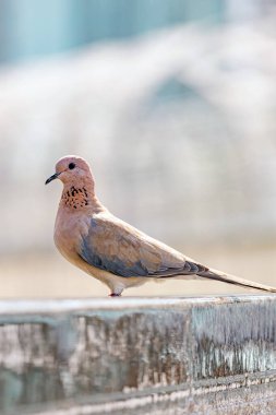 Gülen güvercin, dökülen senegalensis, yakın küçük güvercin, pembe renkli kuş