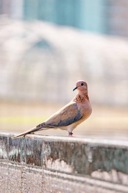 Gülen güvercin, dökülen senegalensis, yakın küçük güvercin, pembe renkli kuş