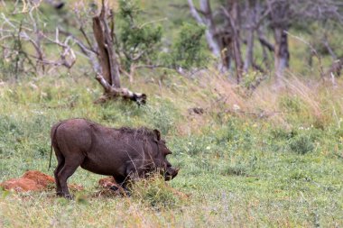 Ortak yaban domuzu yiyecek aramak için toprağı kazar. Vahşi yaşam hayvanı, savanada safari. Kruger Ulusal Parkı, Güney Afrika. 
