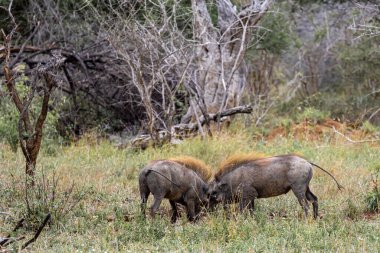 İki ortak yaban domuzu kafa kafaya gidiyor. Doğal ortamda vahşi yaşam hayvanları, savanada safari. Kruger Ulusal Parkı, Güney Afrika. 
