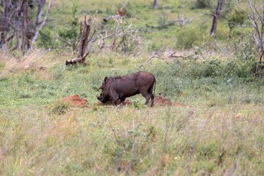 Ortak yaban domuzu yiyecek aramak için toprağı kazar. Vahşi yaşam hayvanı, savanada safari. Kruger Ulusal Parkı, Güney Afrika. 