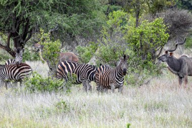 Afrika savanasında Zebralar ve Büyük Kudu Kruger Ulusal Parkı, Güney Afrika