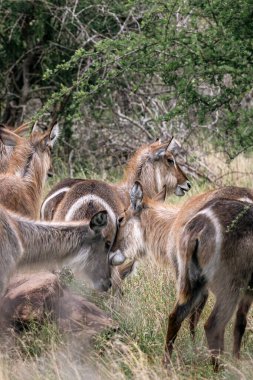 Afrika bozkırlarında bir grup su sıçanı kadın. Kruger Ulusal Parkı, Güney Afrika