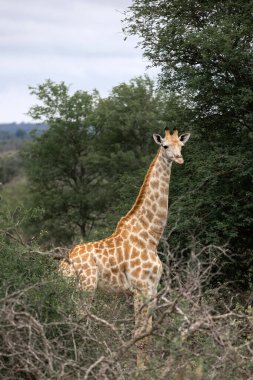 Ormanda zürafa, Güney Afrika. Kruger Ulusal Parkı, safari, doğal yaşam alanı, vahşi yaşam.