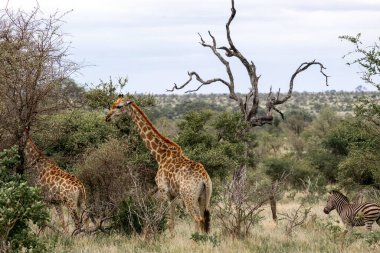 Afrika savanasında iki zürafa ve bir zebra yürüyor. Doğal ortamlarında vahşi hayvanlar. Safari Turu, Kruger Ulusal Parkı, Güney Afrika.