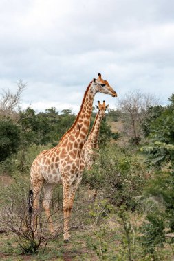 Güney Afrika 'da savanda iki zürafa yürüyor. Kruger Ulusal Parkı, safari, doğal yaşam alanı, vahşi yaşam.