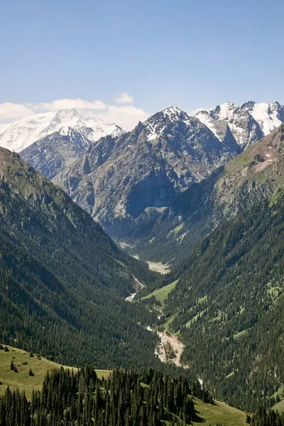 Yaz dağı manzarası, yeşil orman, yüksek dağlar ve karlı zirveler. Karakol Boğazı, Kırgızistan. 
