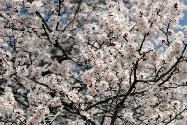 Çiçek açan kayısı ağacından bir sürü küçük beyaz çiçek