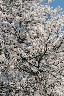 Bir sürü küçük beyaz çiçek açan kayısı ağacı, mavi gökyüzü