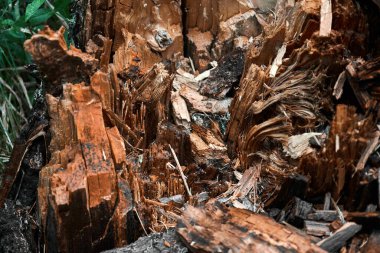 Çürümüş ahşap dokusu, küflenmiş kütük, ağaç