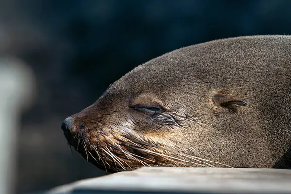 Uyuyan şirin Afrika kürkü fok resmi. Cape Town, Güney Afrika